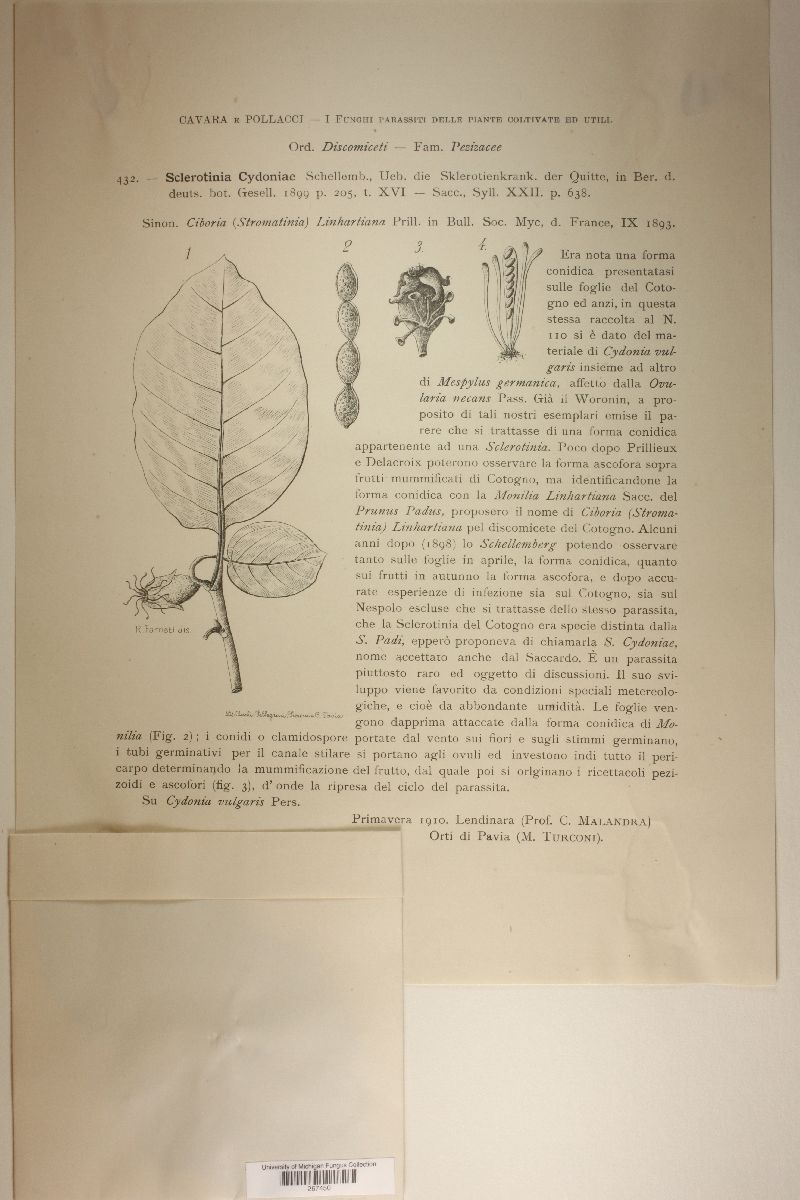 Monilinia cydoniae image