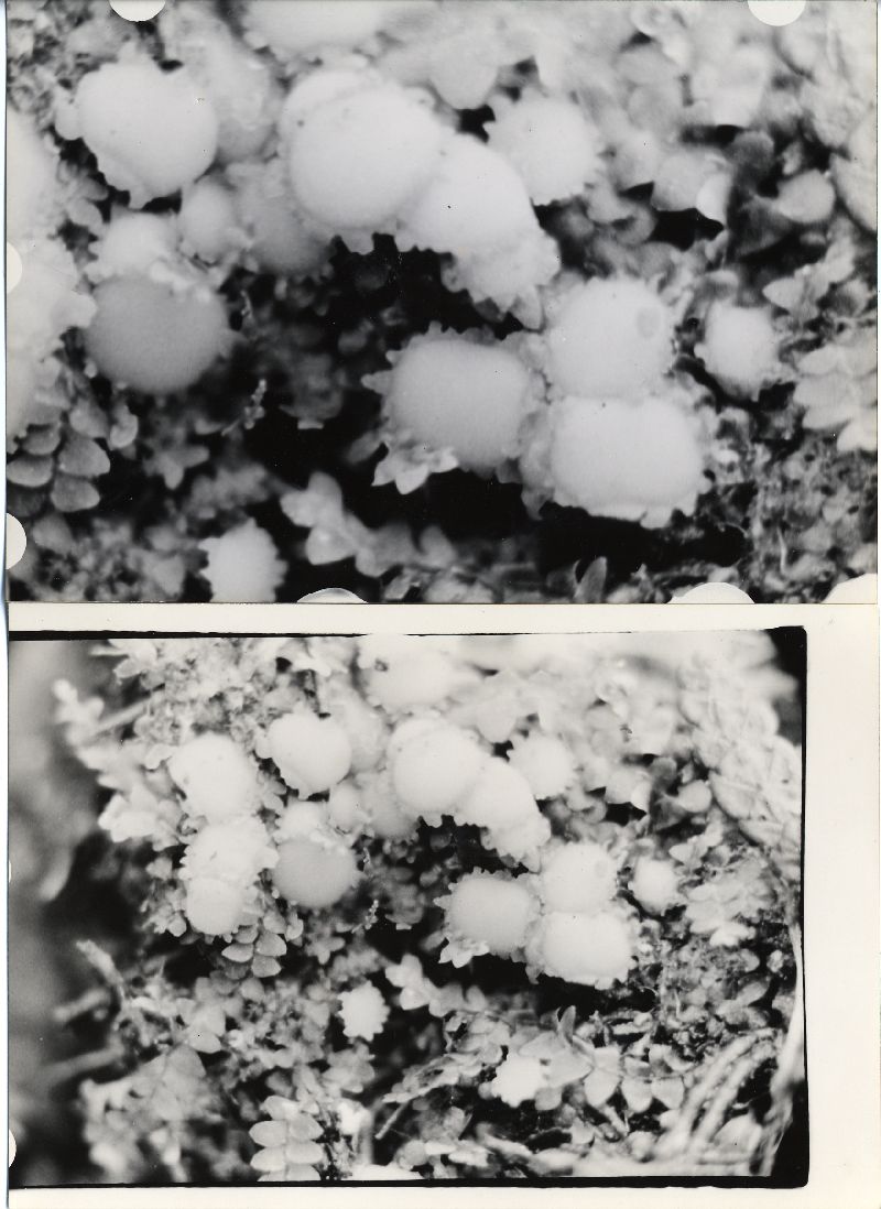 Melachroia xanthomela image