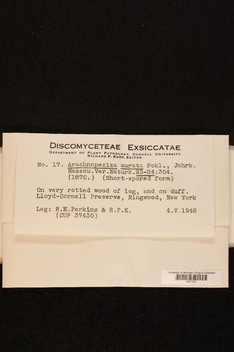 Arachnopeziza aurata image