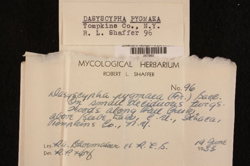 Lachnum pygmaeum image