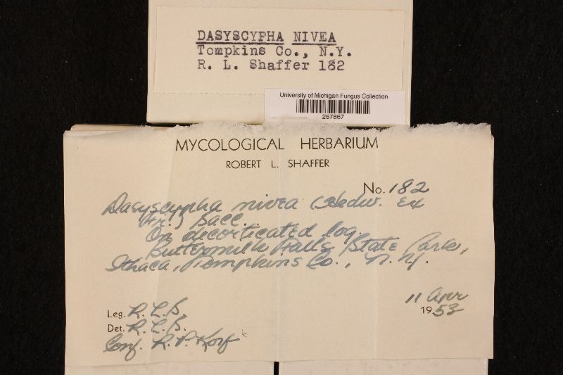 Dasyscyphella image