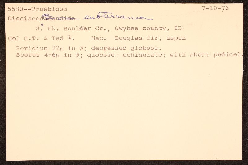 Disciseda image