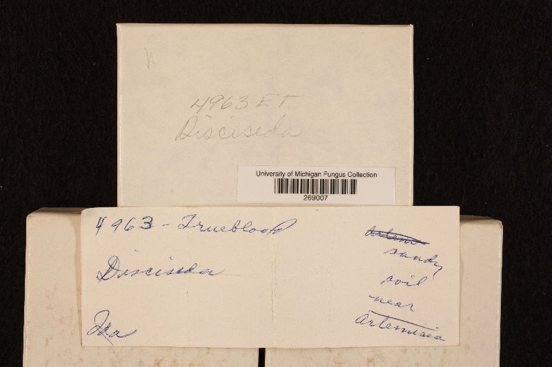 Disciseda image