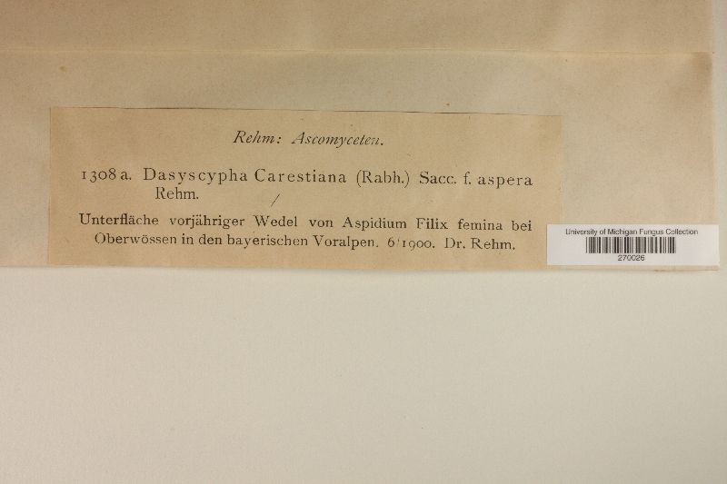 Dasyscyphus carestiana image