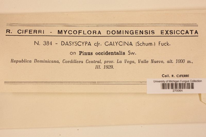 Dasyscyphus calycinus image