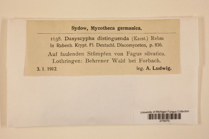 Dasyscyphus distinguendus image