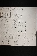 Hyaloscypha fuckelii image
