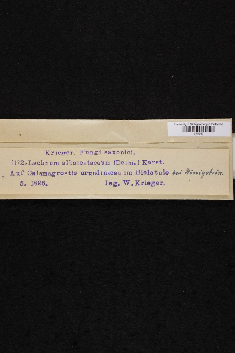 Albotricha albotestacea image