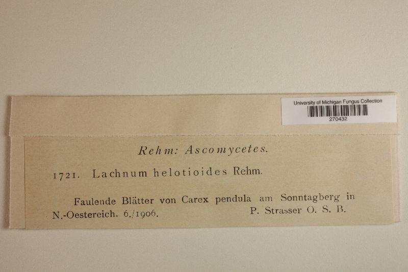 Psilachnum asemum image