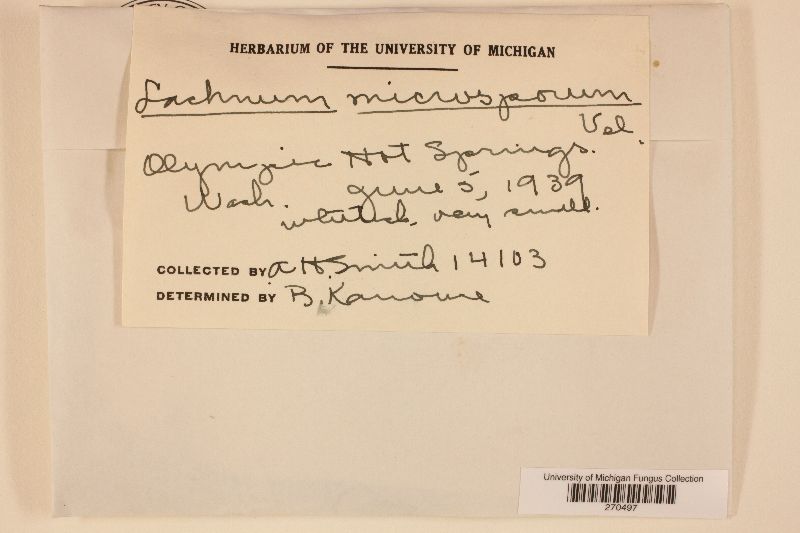 Lachnum microsporum image