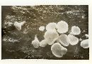 Lachnum virgineum image
