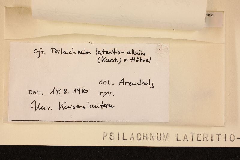 Psilachnum lateritioalbum image