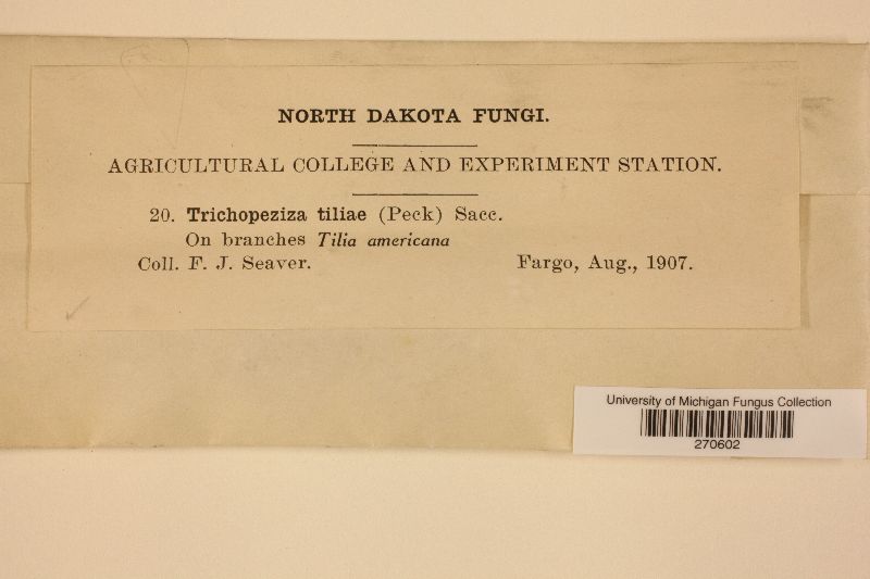 Trichopeziza tiliae image