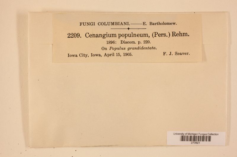 Encoelia fascicularis image