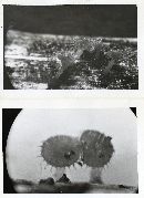 Crocicreas coronatum image