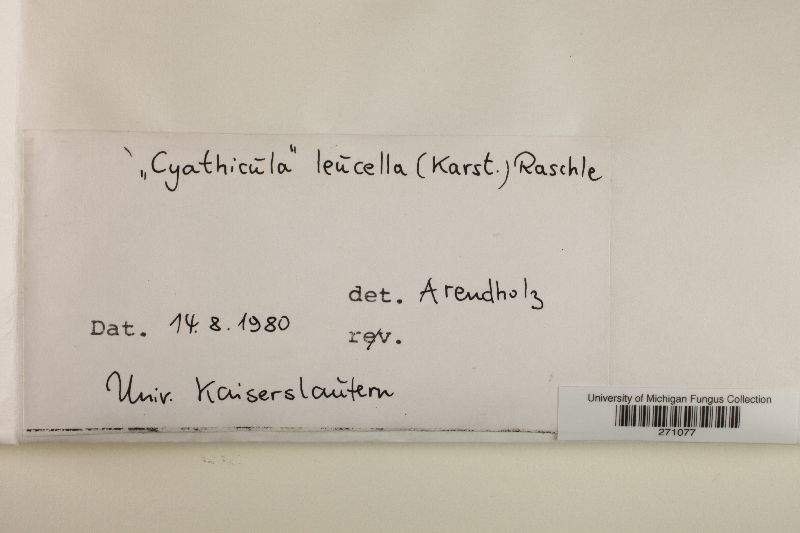 Calycellina leucella image