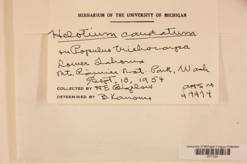 Helotium caudatum image