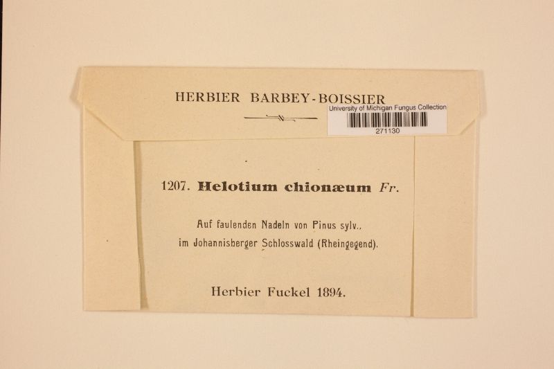 Helotium chioneum image