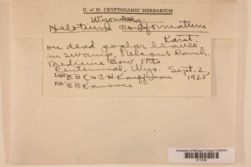 Helotium conformatum image