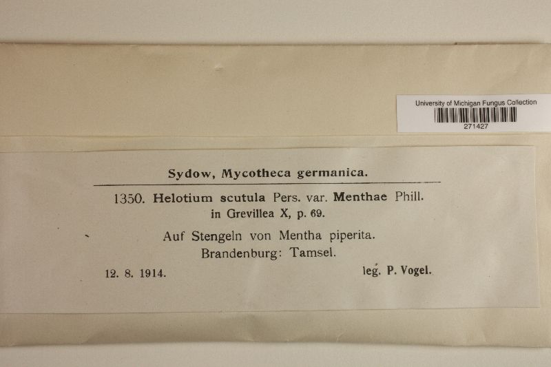 Hymenoscyphus menthae image