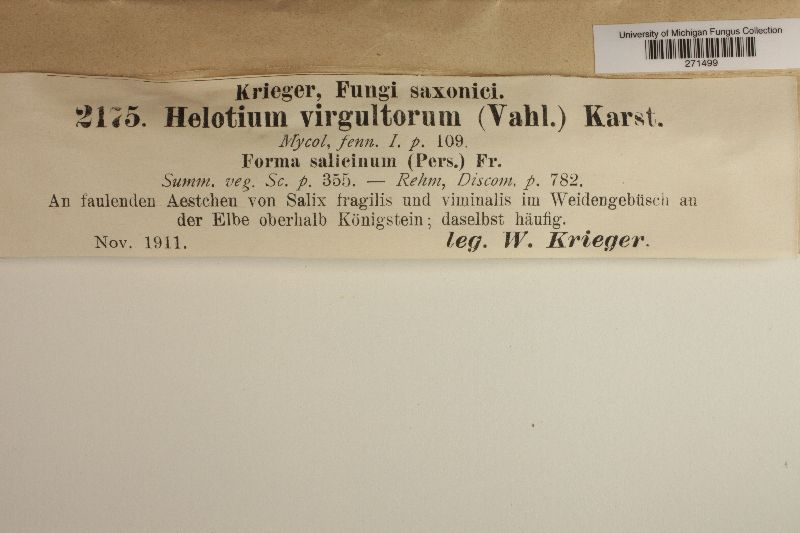 Helotium virgultorum var. salicinum image