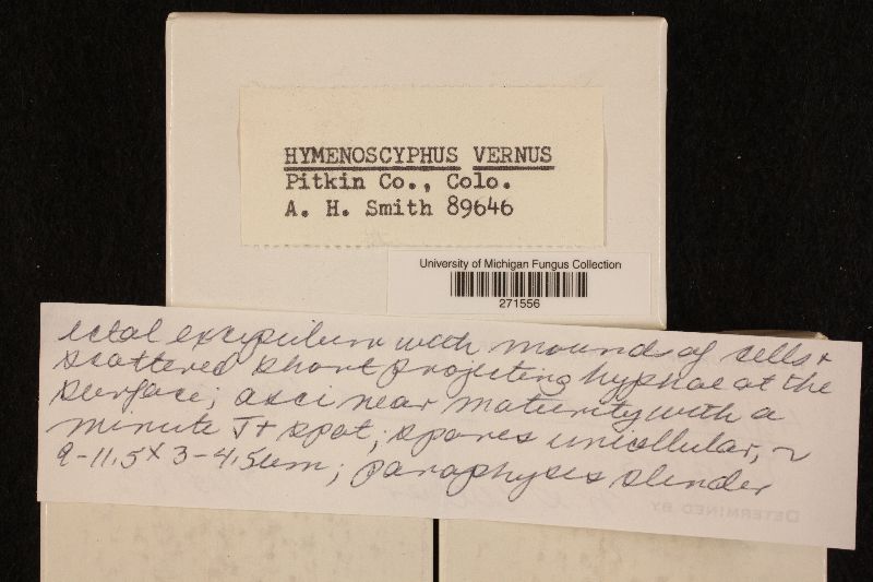 Hymenoscyphus vernus image