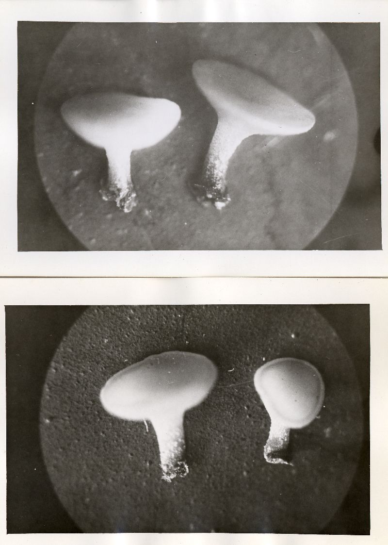 Ombrophila enterochroma image