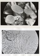 Ombrophila enterochroma image