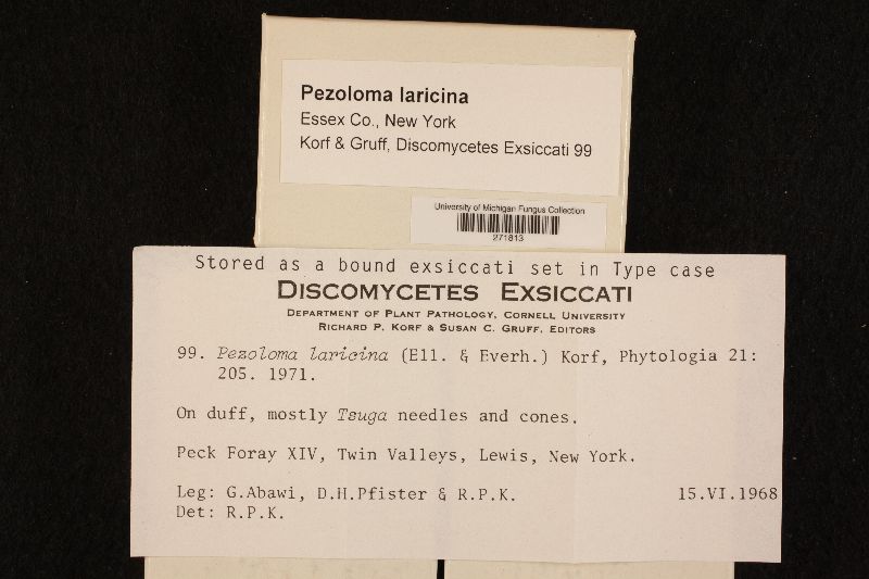 Pezoloma laricina image