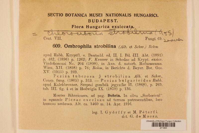 Rutstroemia bulgarioides image