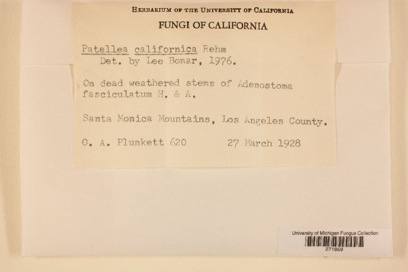Patellea californica image