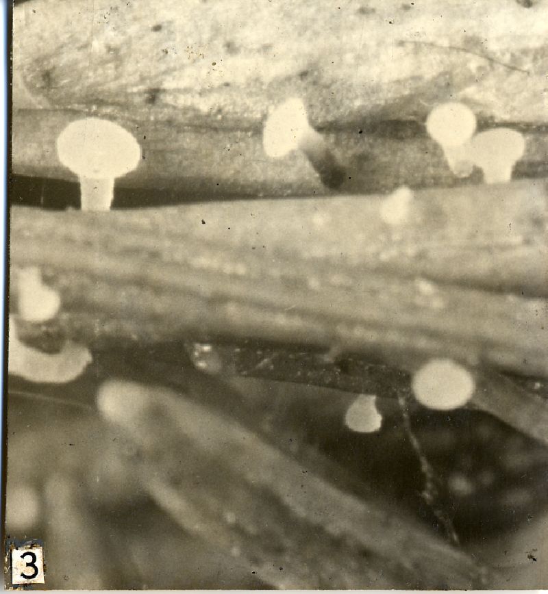 Phialea acicularum image