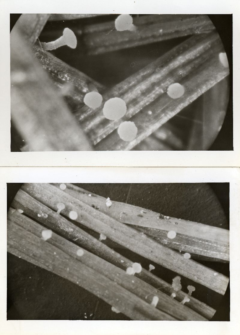 Phialea acicularum image