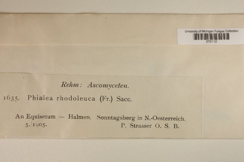 Roseodiscus rhodoleucus image