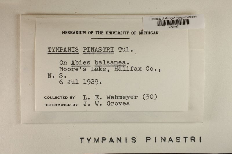 Tryblidiopsis pinastri image