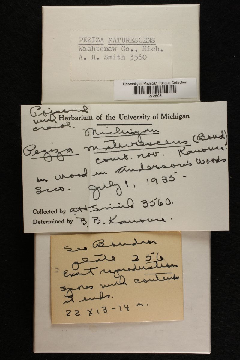 Disciotis maturescens image