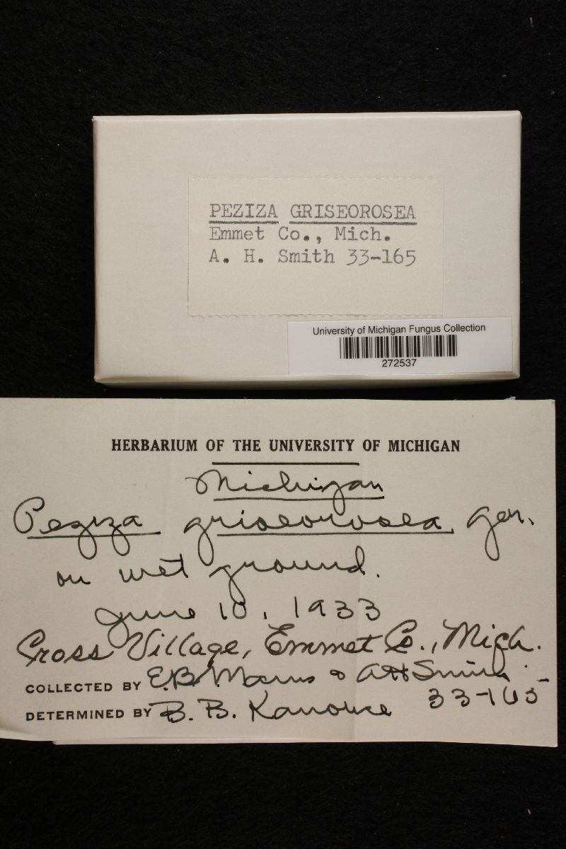 Peziza griseorosea image