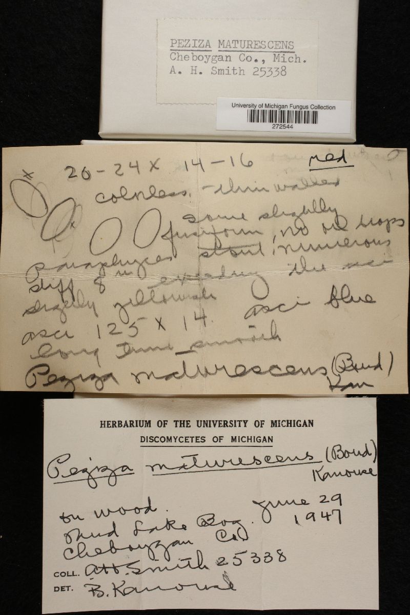 Disciotis maturescens image