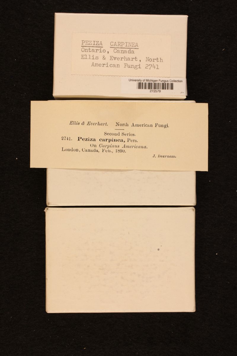 Pezicula carpinea image