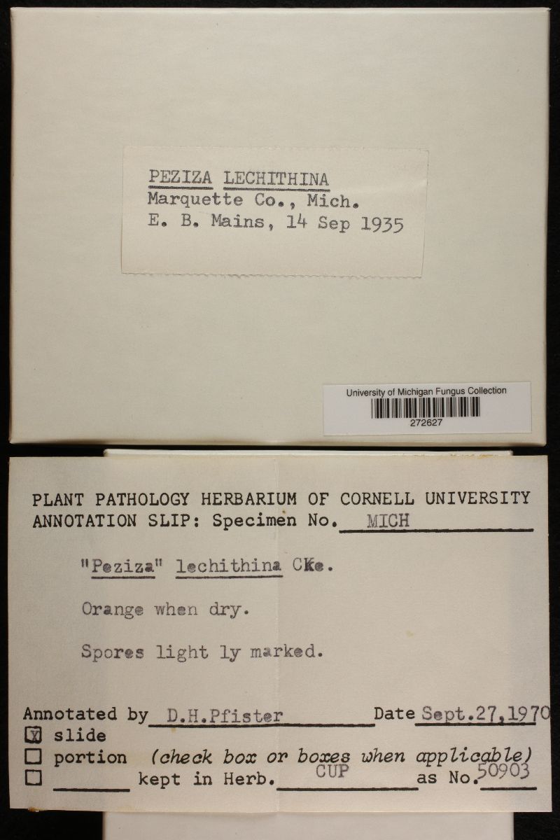 Peziza lechithina image