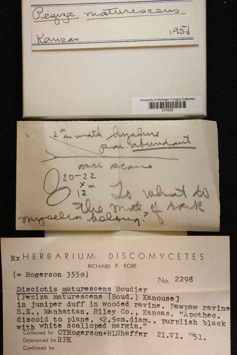Disciotis maturescens image