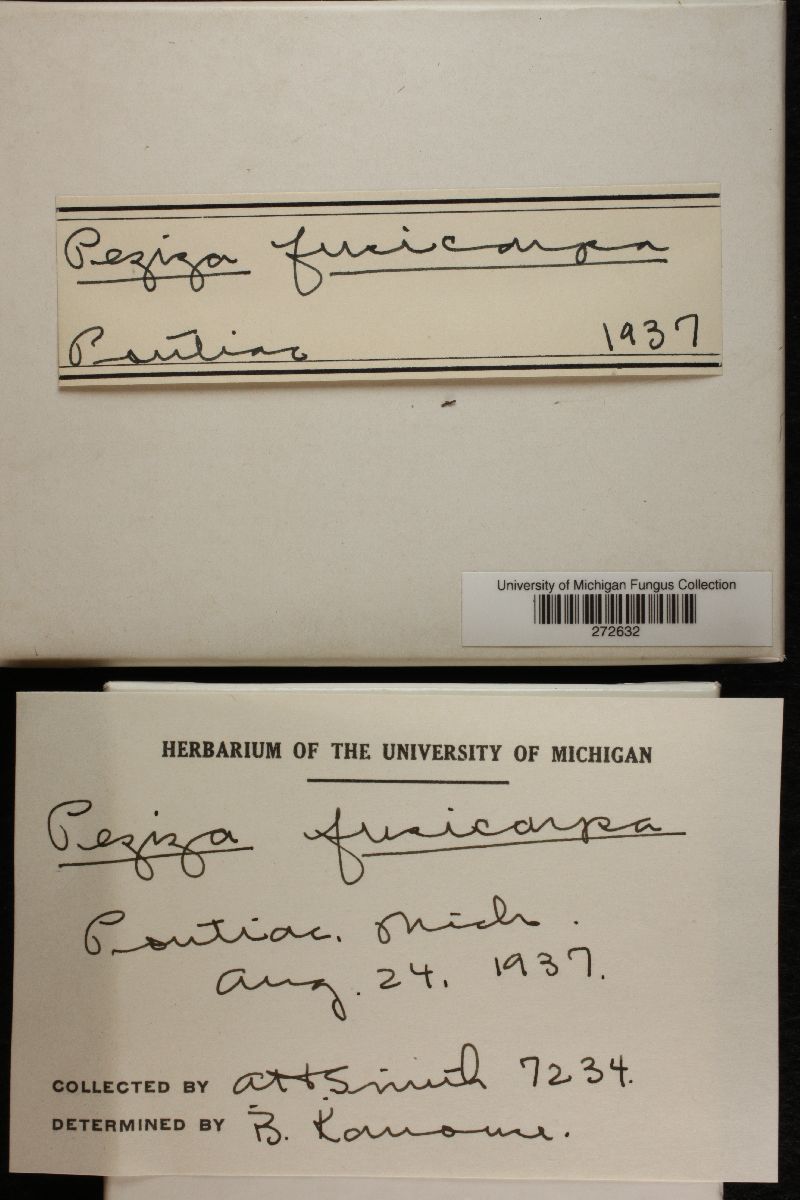 Jafnea fusicarpa image