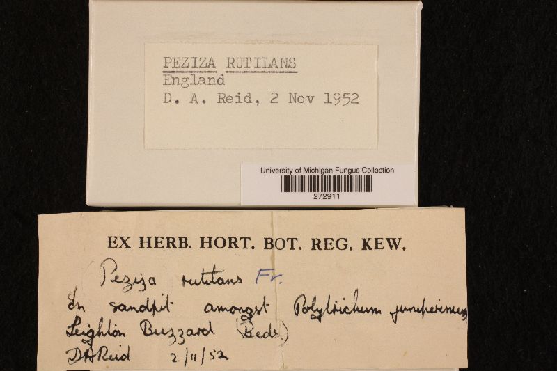 Neottiella image
