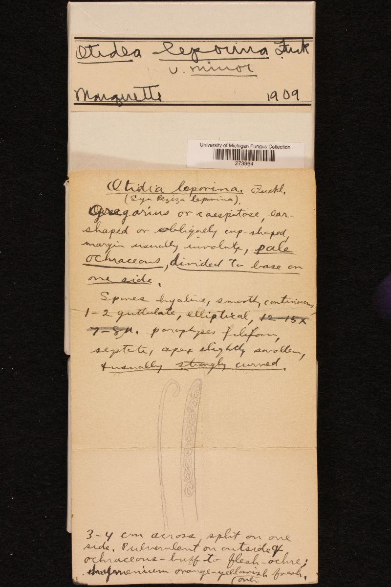 Otidea leporina var. minor image