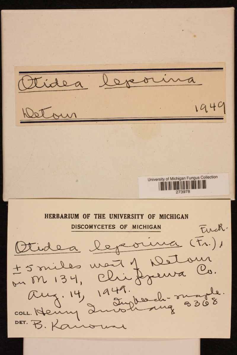 Otidea leporina image
