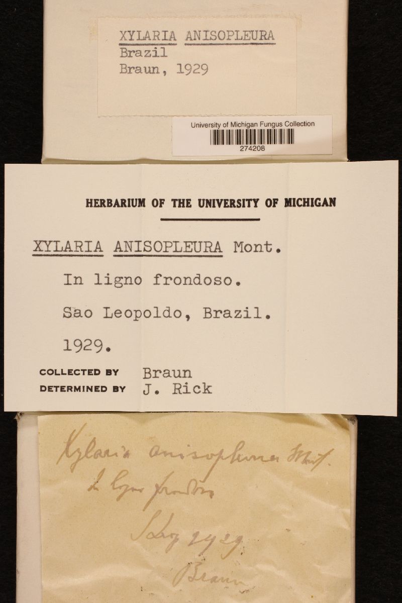 Xylaria anisopleura image