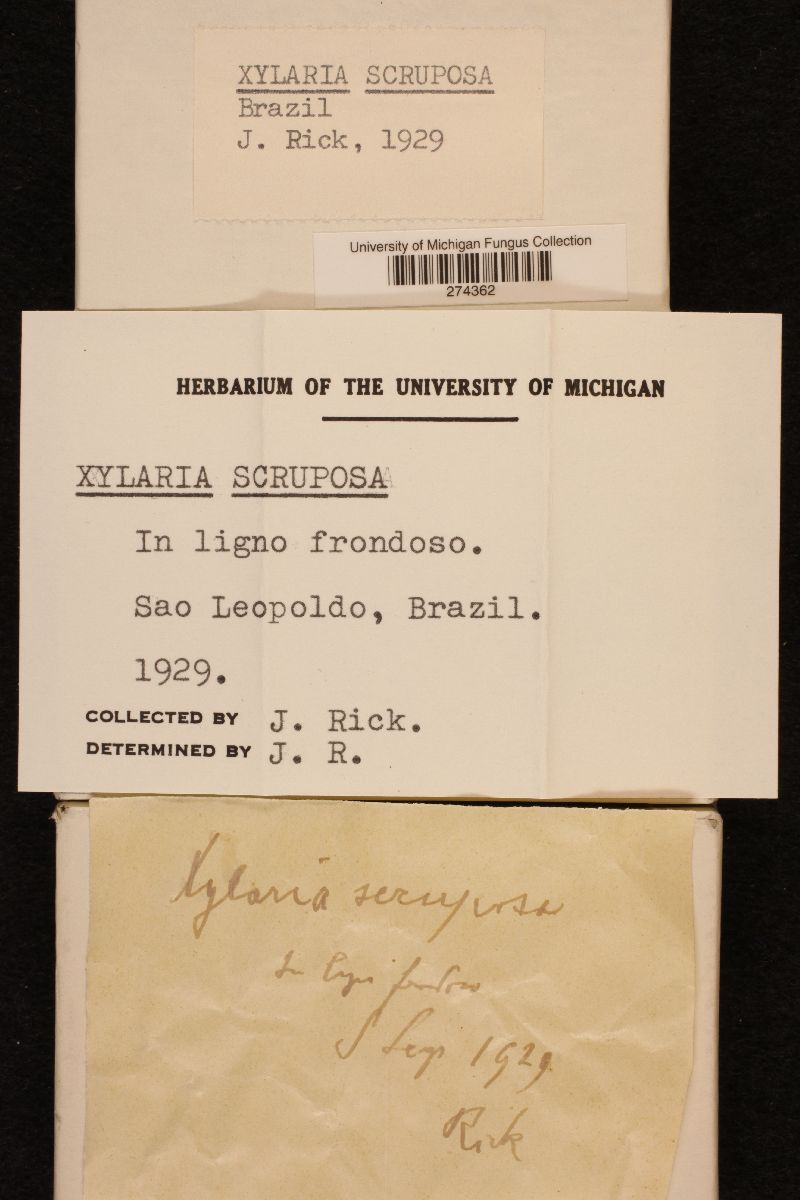 Xylaria scruposa image