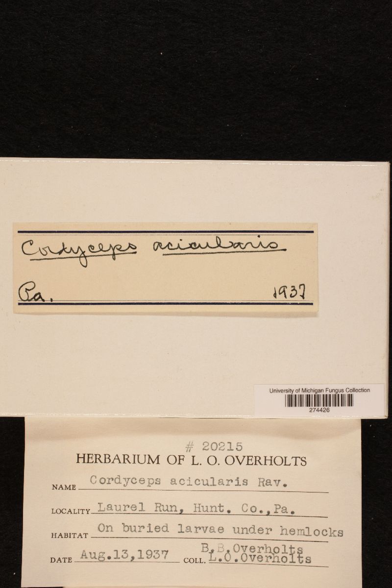Cordyceps acicularis image
