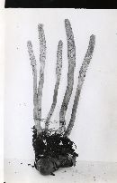 Cordyceps militaris image