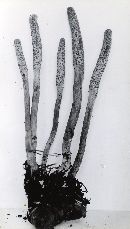 Cordyceps militaris image